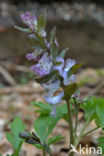 Hollow-root (Corydalis cava)