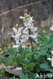 Holwortel (Corydalis cava)