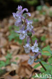 Holwortel (Corydalis cava)