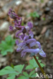 Holwortel (Corydalis cava)