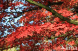 Japanese Maple (Acer japonicum)