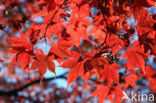 Japanese Maple (Acer japonicum)
