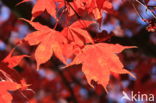 Japanese Maple (Acer japonicum)