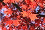 Japanese Maple (Acer japonicum)