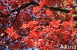 Japanese Maple (Acer japonicum)