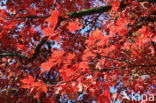 Japanese Maple (Acer japonicum)