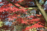 Japanse esdoorn (Acer japonicum)