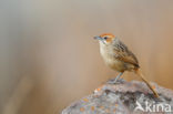 Cape Grass-Warbler (Sphenoeacus afer)