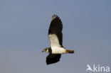 Lapwing (Vanellus vanellus)