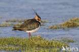 Lapwing (Vanellus vanellus)