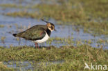 Lapwing (Vanellus vanellus)