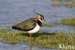Lapwing (Vanellus vanellus)