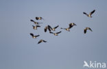 Lapwing (Vanellus vanellus)