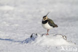 Lapwing (Vanellus vanellus)