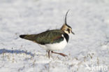 Lapwing (Vanellus vanellus)