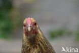 Kip (Gallus spec.)