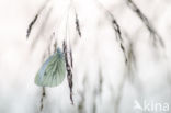 Green-veined White (Pieris napi)