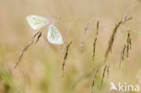 Klein geaderd witje (Pieris napi)