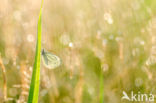 Green-veined White (Pieris napi)