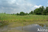 Lesser Bulrush (Typha angustifolia)