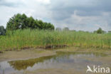 Kleine lisdodde (Typha angustifolia)