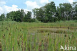 Lesser Bulrush (Typha angustifolia)