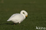 Kleine zwaan (Cygnus bewickii)