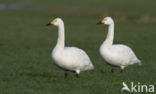 Kleine zwaan (Cygnus bewickii)