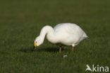 Bewick s Swan (Cygnus bewickii)