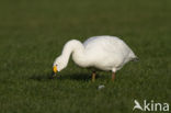 Kleine zwaan (Cygnus bewickii)