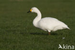 Kleine zwaan (Cygnus bewickii)