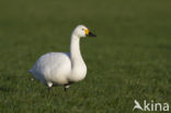 Kleine zwaan (Cygnus bewickii)