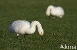 Kleine zwaan (Cygnus bewickii)