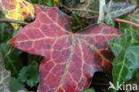 Common ivy (Hedera helix)