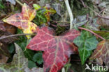 Common ivy (Hedera helix)