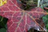 Common ivy (Hedera helix)