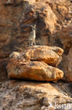 Klipspringer (Oreotragus oreotragus)