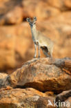 Klipspringer (Oreotragus oreotragus)