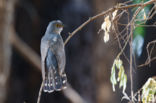 Common Cuckoo (Cuculus canorus)