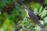 Common Cuckoo (Cuculus canorus)