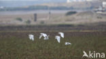 Koereiger (Bubulcus ibis)