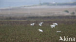 Koereiger (Bubulcus ibis)