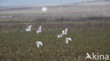 Koereiger (Bubulcus ibis)