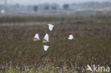 Koereiger (Bubulcus ibis)