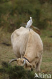 Cattle Egret (Bubulcus ibis)