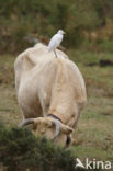 Cattle Egret (Bubulcus ibis)