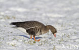 White-fronted goose (Anser albifrons)