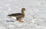 White-fronted goose (Anser albifrons)