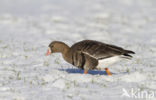 White-fronted goose (Anser albifrons)