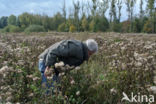 Hemp-agrimony (Eupatorium cannabinum)